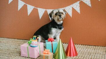 The Best Holiday Gifts for Your Dog (and the Dog Lovers in Your Life)