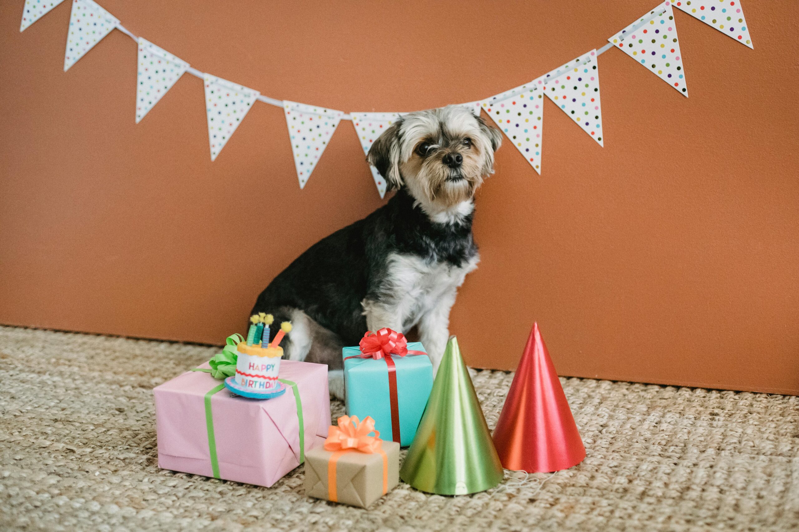 The Best Holiday Gifts for Your Dog (and the Dog Lovers in Your Life)